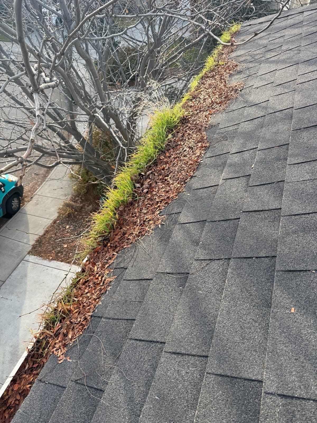 Say Goodbye to Unwanted Gutter Gardens image